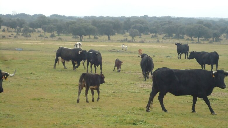 Agroturismo Casas Rurales El Caminante