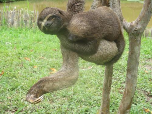 Jungle Explorer Lodge