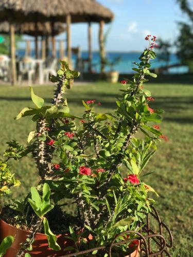 Ecocamping Yaxche