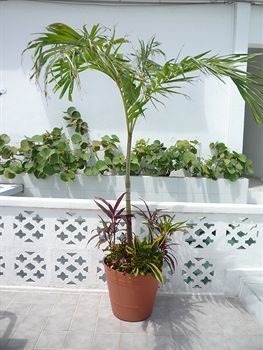 Bed & Breakfast B & B Caribo Cozumel
