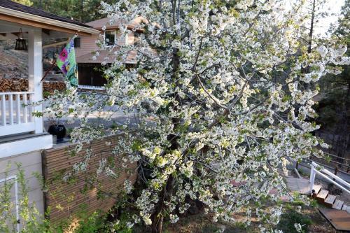 Bed & Breakfast Sheridan House Inn- Adult Only Accommodation
