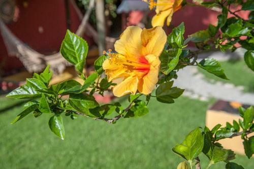 Bed & Breakfast Pousada Manh� Dourada