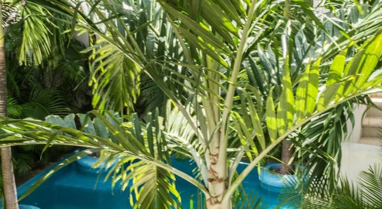 Apartamento Nasim Condo Hotel Playa Del Carmen