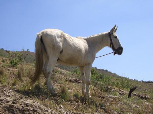 Agroturismo Cortijo Lagar De Luisa