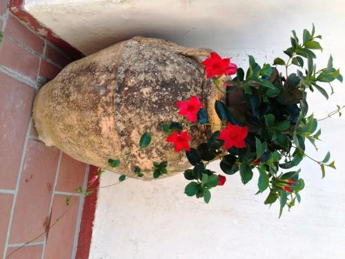 Bed & Breakfast Mediterraneo Guest House