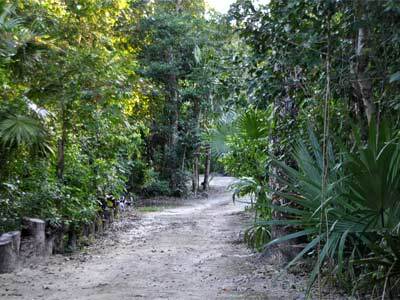 Lodge Jolie Jungle