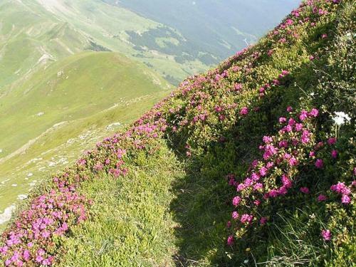 Hotel Albergo Tirolo