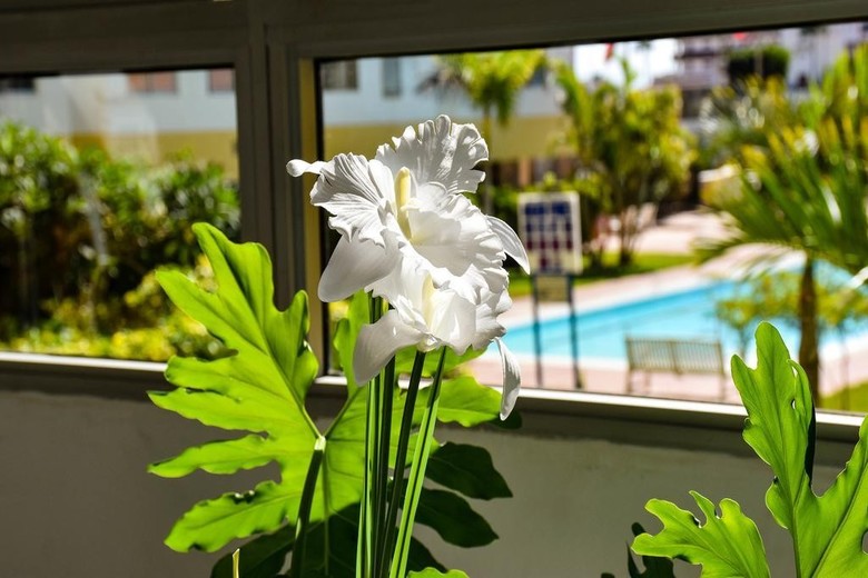 Apartamentos Las Camelias