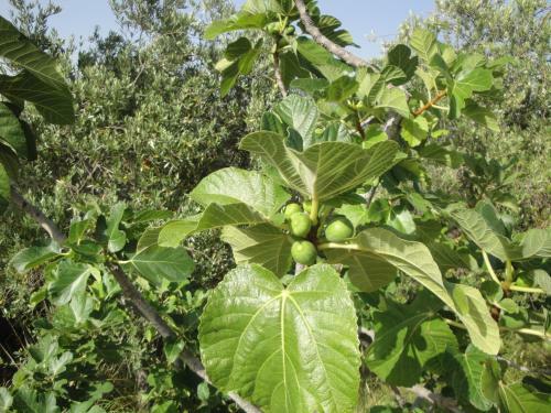 Apartamento Il Poggio Del Cilento
