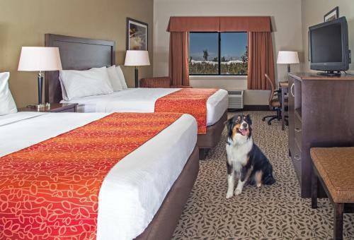 Hotel Gray Wolf Inn & Suites