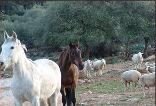 Agroturismo Casas Rurales Cortijo La Ca�ada