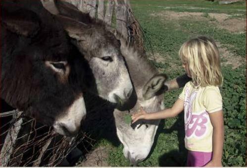 Agroturismo Casas Rurales Cortijo La Ca�ada
