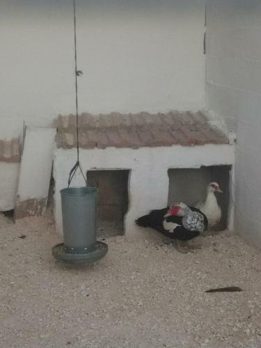 Agroturismo Casas Rurales Cortijo La Ca�ada