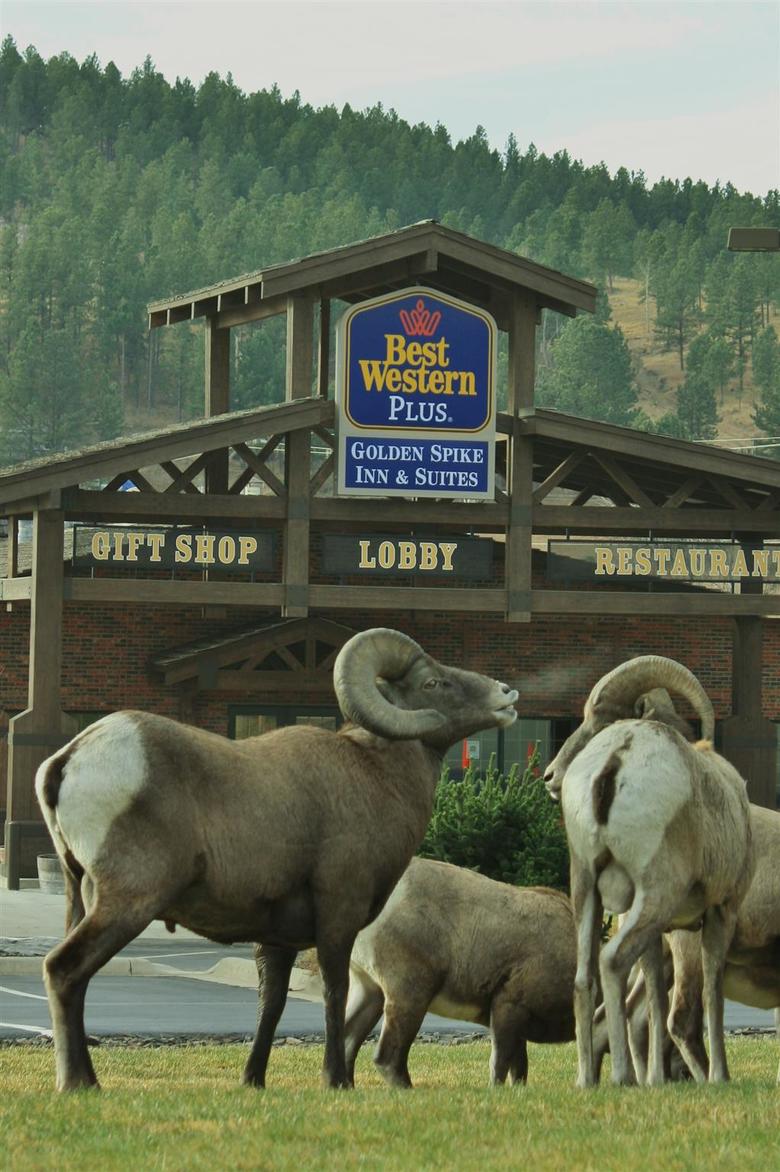 Hotel Best Western Golden Spike Inn & Suites