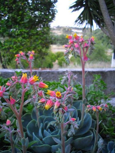 Agroturismo Olival Das Hortas
