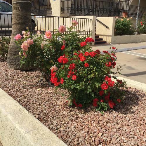 Motel Americas Best Value Inn And Suites -yucca Valley