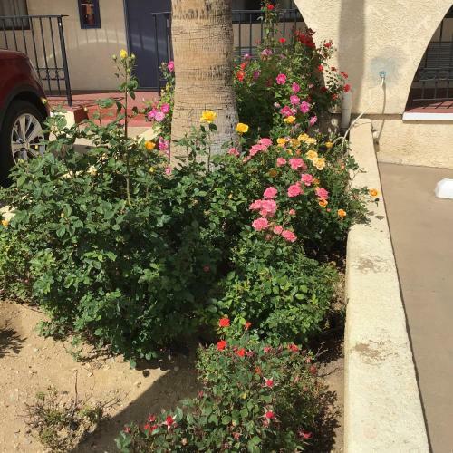 Motel Americas Best Value Inn And Suites -yucca Valley