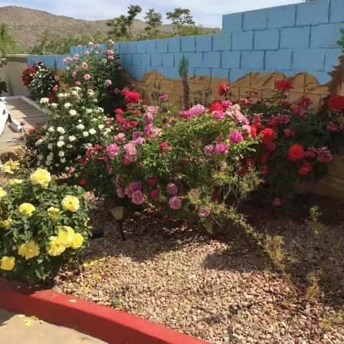 Motel Americas Best Value Inn And Suites -yucca Valley