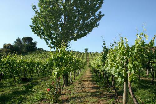 Agroturismo Quinta De Lourosa