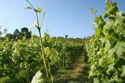Agroturismo Quinta De Lourosa