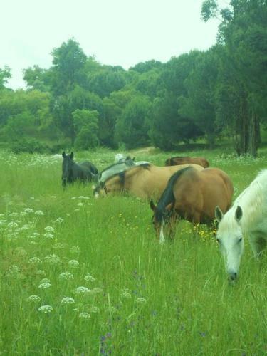 Agroturismo Coudelaria Vale Pau
