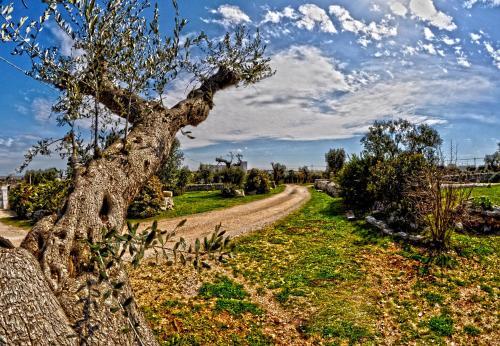 Bed & Breakfast Masseria Rosa Trulli Relais