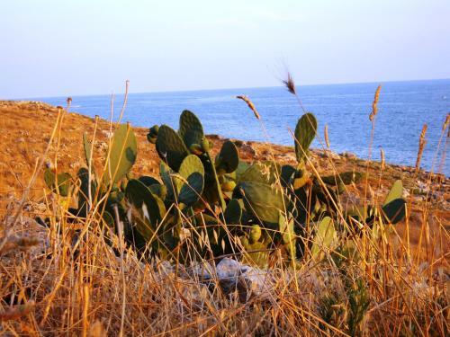Bed & Breakfast Masseria Delle Rose