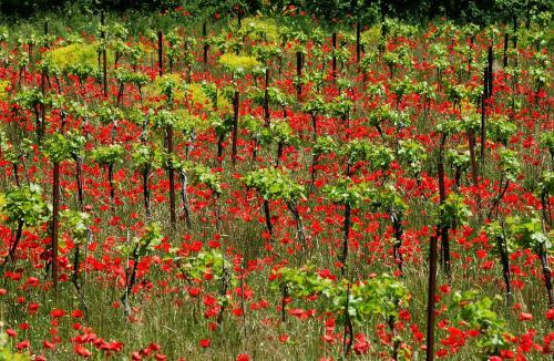 Hostal Une Campagne En Provence