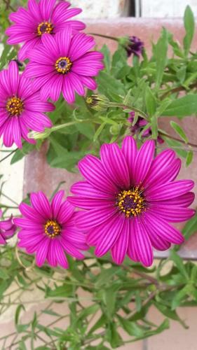 Bed & Breakfast Il Giardino Del Nespolo