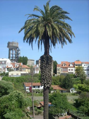 Santa Catarina Downtown Apartment