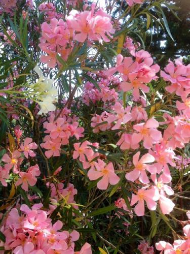 Bed & Breakfast La Bastide Des Anges