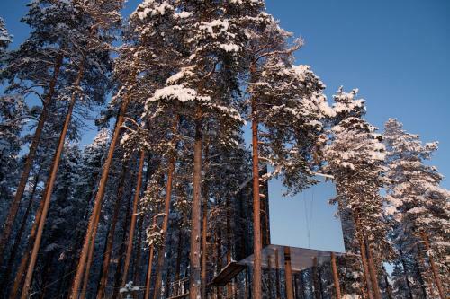 Lodge Treehotel
