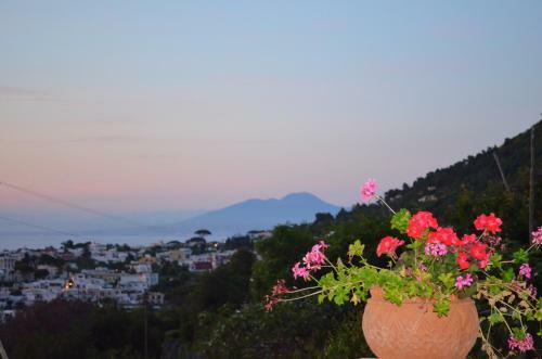 Alle Ginestre Capri B&B