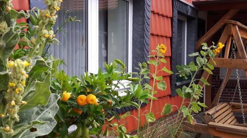 Hostal Hotel Kniep