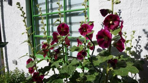 Apartamentos Ostsee-kate