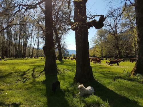 Agroturismo Mavidahue