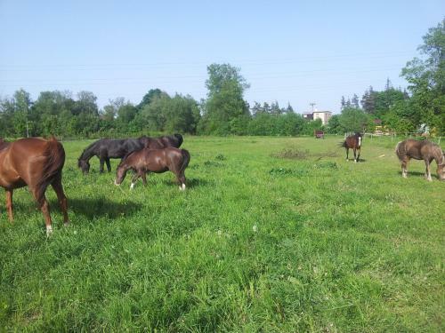 Agroturismo Ran? Orlice
