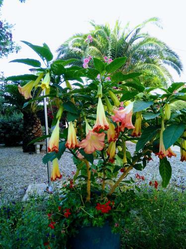 Bed & Breakfast La Maison Des Palmiers