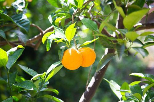 Bed & Breakfast L' Arancio In Fiore
