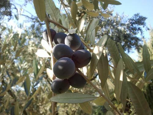 Agroturismo Le Bottesele