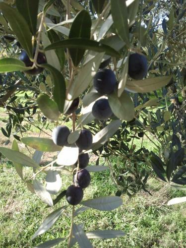 Agroturismo Le Bottesele