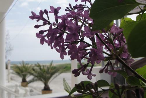 Apartamento Amaryllis Studios