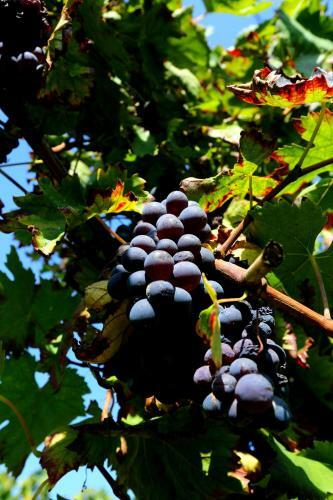 Agroturismo Agriturismo Trer�