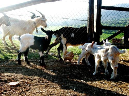 Agroturismo Agrihouse