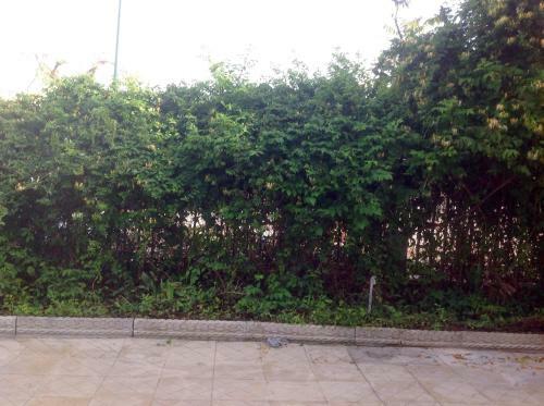 Apartamento Appartamenti Gli Ulivi