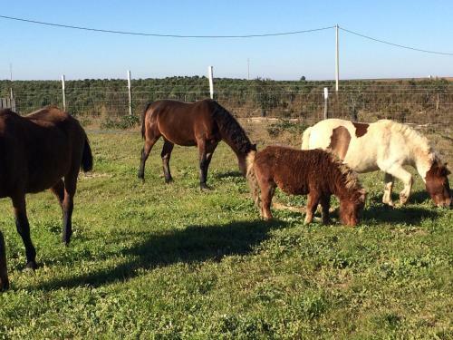Agroturismo Monte Das Palmeiras