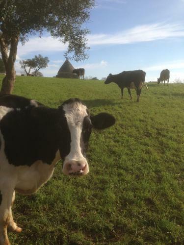 Agroturismo Trulli&stelle B&B