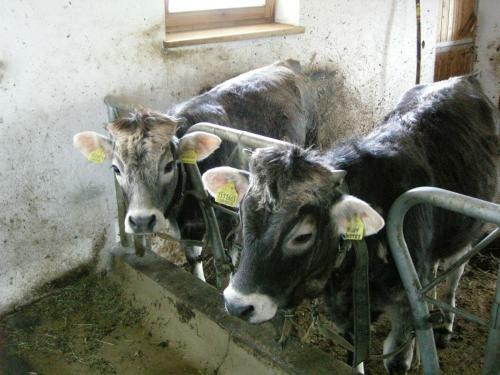 Agroturismo Messnerwirt Onach