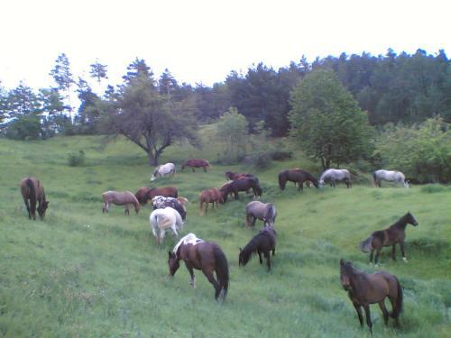 Agroturismo Els Torrents