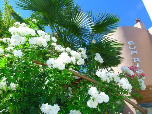 Aparthotel Sun Rise Hotel Apartments